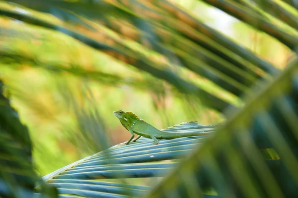 Reizvolle Schönheit Eidechse Vor Dem Hintergrund Der Tierwelt — Stockfoto