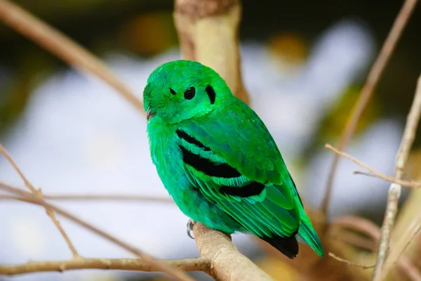 Piękne Tropikalne Ptak Tle Zielonych Lasów Tropikalnych — Zdjęcie stockowe
