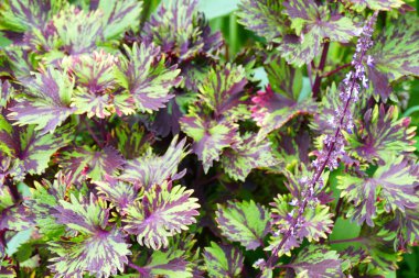 Büyüleyici bir doğa arka plan üzerinde egzotik tropik çiçekler açan.