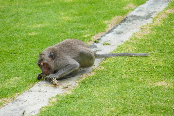 delightful funny monkey on the background of wildlife.