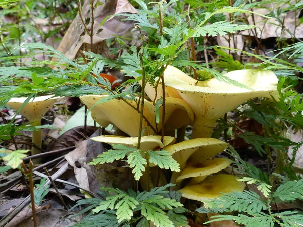 Champignon Dans Forêt Sur Fond Herbe Forêt — Photo