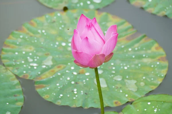 Flores Tropicales Exóticas Florecientes Encantadoras Sobre Fondo Natural — Foto de Stock