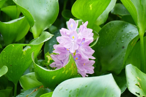 Flores Tropicales Exóticas Florecientes Encantadoras Sobre Fondo Natural — Foto de Stock