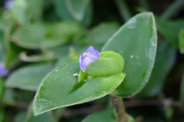 Flores Tropicales Exóticas Florecientes Encantadoras Sobre Fondo Natural — Foto de Stock