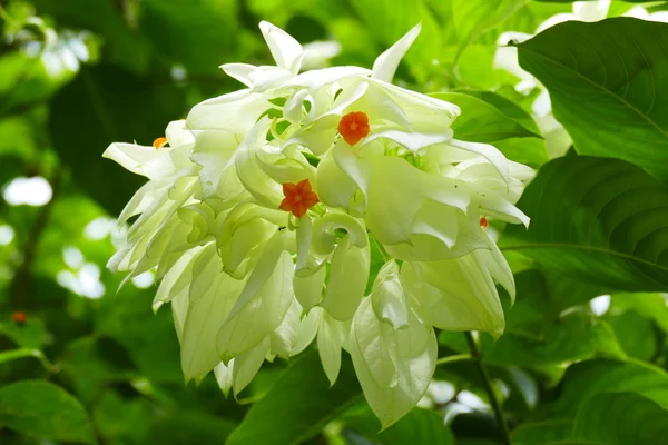 Charmiga Blommande Exotiska Tropiska Blommor Natur Botten — Stockfoto
