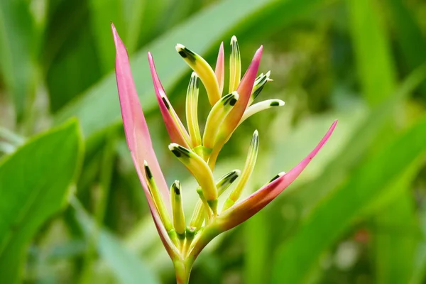 Charmante Blühende Exotische Tropische Blumen Auf Einem Naturhintergrund Stockbild