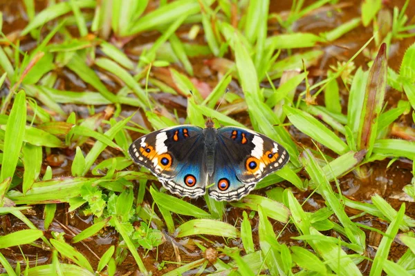 Foto Bild Vackra Insekter Fjärilar Trollsländor Och Vivel Sin Naturliga — Stockfoto