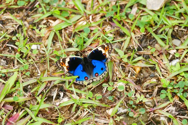 Foto Belos Insetos Borboletas Libélulas Gorgulhos Seu Ambiente Natural Fundo — Fotografia de Stock