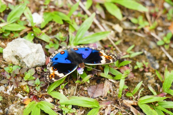 Foto Bild Vackra Insekter Fjärilar Trollsländor Och Vivel Sin Naturliga — Stockfoto