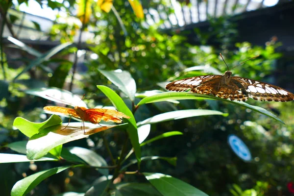 Photo Beaux Insectes Papillons Libellules Charançons Dans Leur Environnement Naturel — Photo