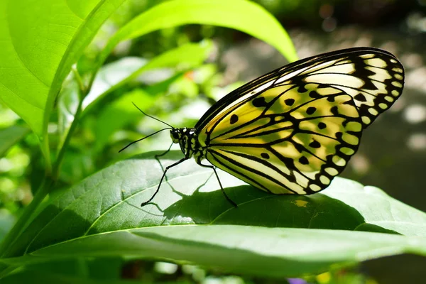 美丽昆虫的照片 野生动物背景下的蝴蝶 蜻蜓和自然环境中的象鼻虫 — 图库照片
