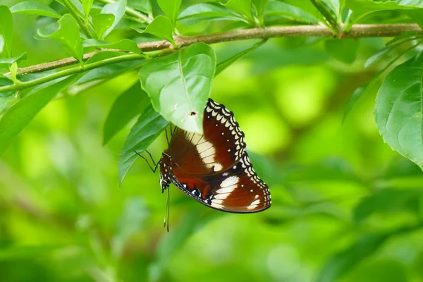 Foto Bild Vackra Insekter Fjärilar Trollsländor Och Vivel Sin Naturliga — Stockfoto