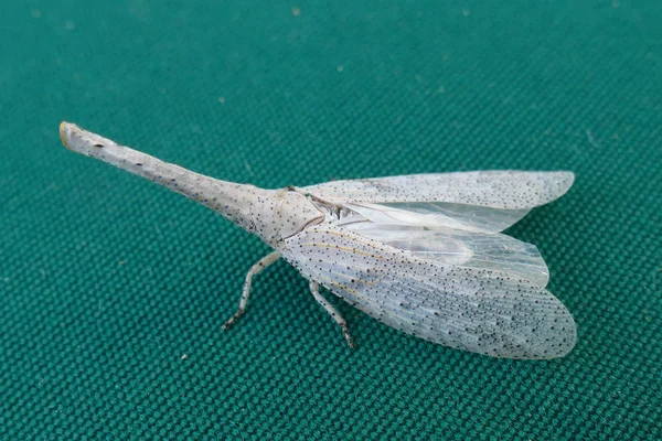 Photo Beaux Insectes Papillons Libellules Charançons Dans Leur Environnement Naturel — Photo