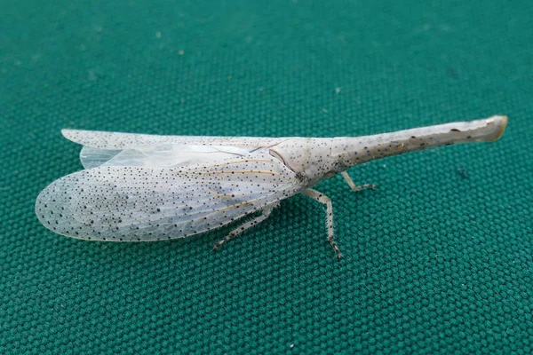 Foto Bild Schöner Insekten Schmetterlinge Libellen Und Rüsselkäfer Ihrer Natürlichen — Stockfoto