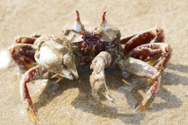 Büyüleyici çok renkli Yengeç, kum ve taş zemin üzerine doğal bir ortamda fotoğraf resim.