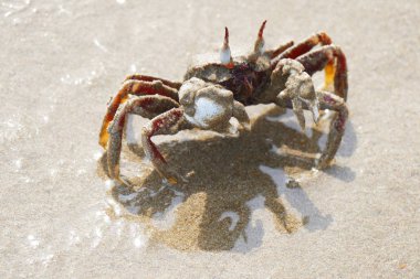 Büyüleyici çok renkli Yengeç, kum ve taş zemin üzerine doğal bir ortamda fotoğraf resim.