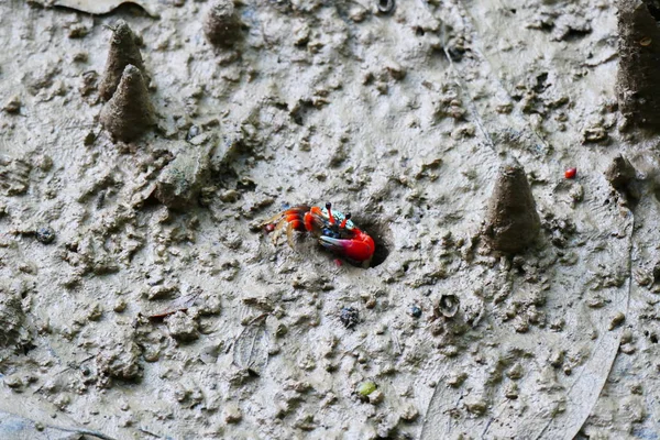 Foto Affascinante Granchio Multicolore Ambiente Naturale Sullo Sfondo Sabbia Rocce — Foto Stock