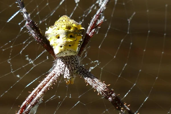 Foto Bild Von Bezaubernden Insekten Natürlicher Tropischer Natur Vor Dem — Stockfoto