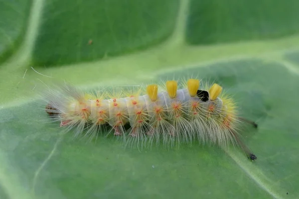 Foto Affascinanti Insetti Nella Natura Tropicale Naturale Sullo Sfondo Foglie — Foto Stock