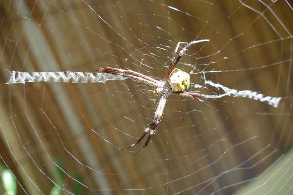 Foto Bild Von Bezaubernden Insekten Natürlicher Tropischer Natur Vor Dem — Stockfoto