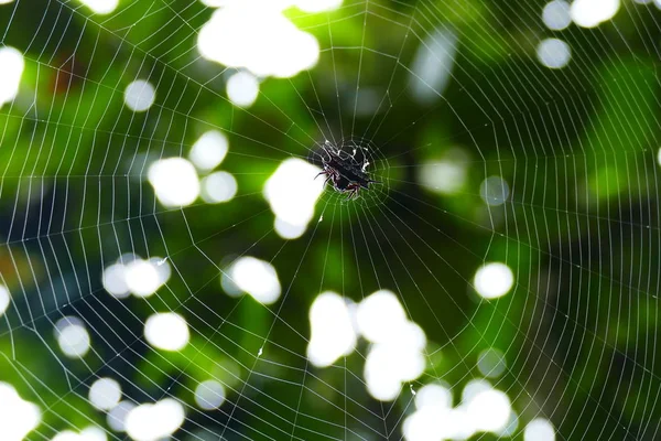 Foto Affascinanti Insetti Nella Natura Tropicale Naturale Sullo Sfondo Foglie — Foto Stock