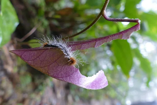 Foto Insectos Encantadores Naturaleza Tropical Natural Sobre Fondo Hojas Flores — Foto de Stock