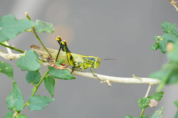 Foto Bild Von Bezaubernden Insekten Natürlicher Tropischer Natur Vor Dem — Stockfoto
