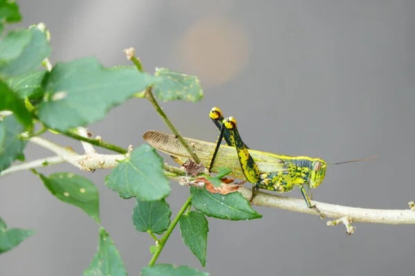 Foto Bild Von Bezaubernden Insekten Natürlicher Tropischer Natur Vor Dem — Stockfoto