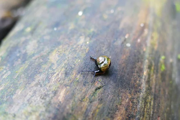 Photo Charmants Insectes Dans Nature Tropicale Naturelle Sur Fond Feuilles — Photo