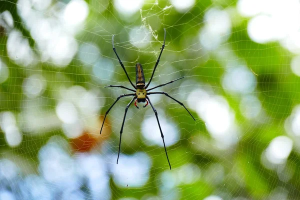 Photo Picture Charming Insects Natural Tropical Nature Background Leaves Flowers — Stock Photo, Image