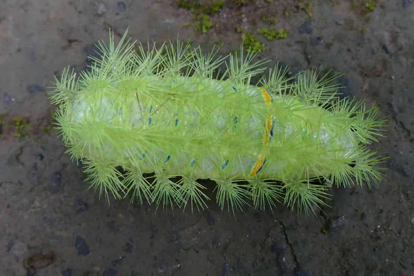 Foto Affascinanti Insetti Nella Natura Tropicale Naturale Sullo Sfondo Foglie — Foto Stock