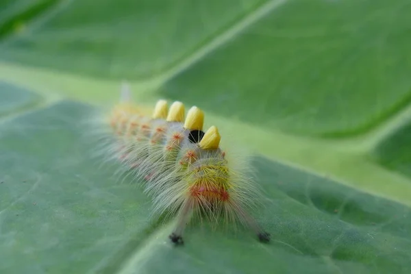 Foto Insectos Encantadores Naturaleza Tropical Natural Sobre Fondo Hojas Flores — Foto de Stock