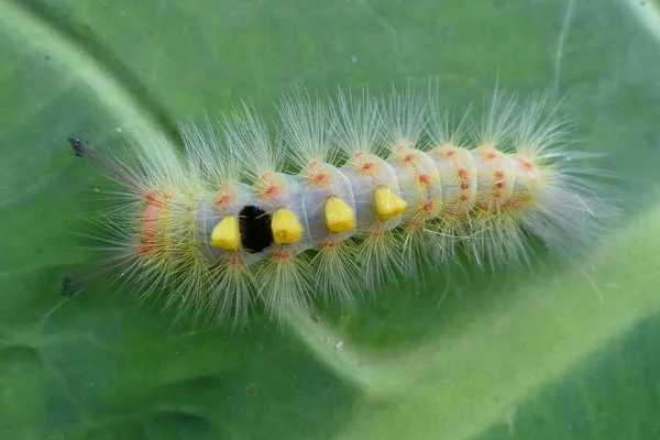 Photo Charmants Insectes Dans Nature Tropicale Naturelle Sur Fond Feuilles — Photo