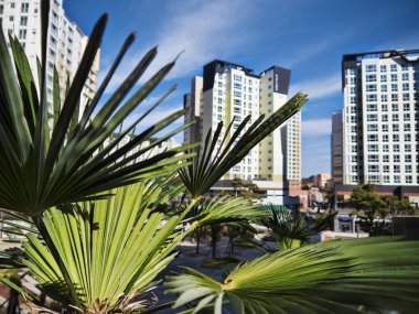 Çam ağacı şehir. Yeosy, Güney Kore, 2018