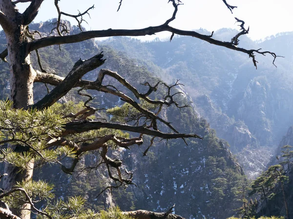 Pinheiro Montanha Pico Das Montanhas Seoraksan — Fotografia de Stock