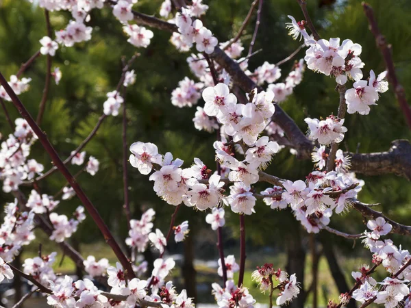Kiraz Çiçekleri Veya Sakura Çiçek Bahar Sezonu Güney Kore — Stok fotoğraf