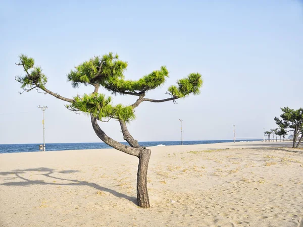 Pino Playa Ciudad Yangyang Corea Del Sur —  Fotos de Stock