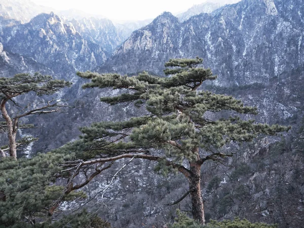 Pohon Pinus Pegunungan Puncak Pegunungan Seoraksan — Stok Foto