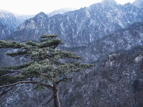 Pinheiro Montanha Pico Das Montanhas Seoraksan — Fotografia de Stock