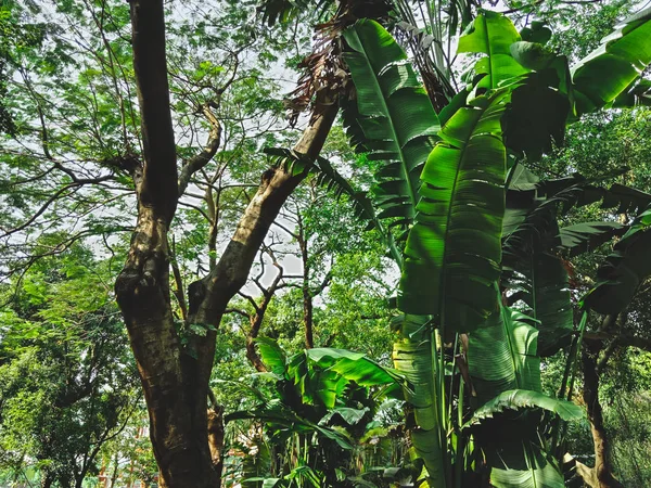 Schöner Garten Der Stadt Shenzhen China — Stockfoto