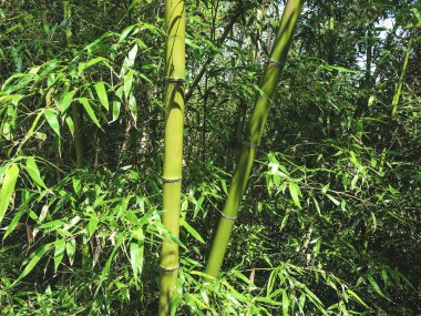 Yeşil Bambu grove, Güney Kore