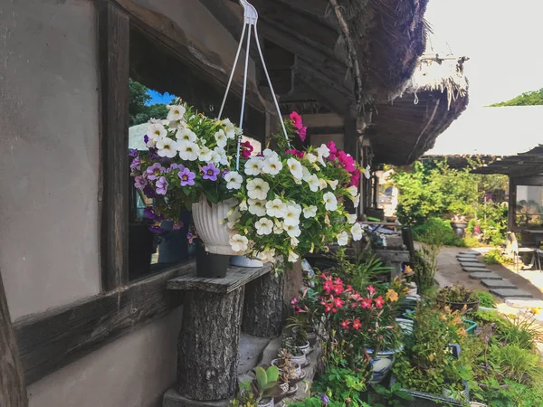 Hrnkové Květiny Domě Tradiční Korejské Vesnici Jižní Korea — Stock fotografie
