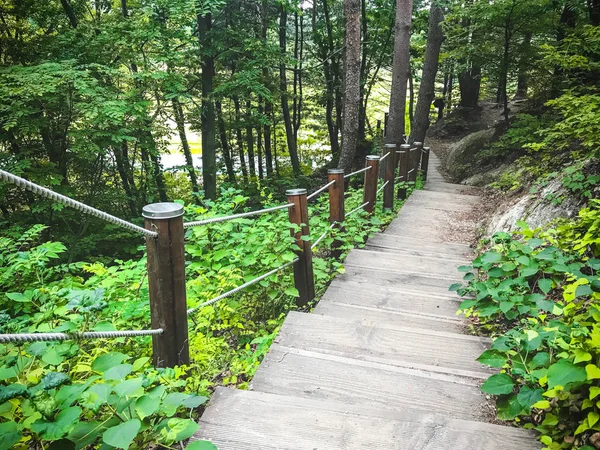 Tangga Yang Mengarah Hutan Sokcho City Korea Selatan — Stok Foto