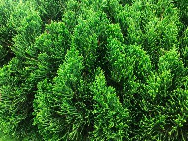 Mazı (bitki) yeşil dallar kapatın. Güney Kore