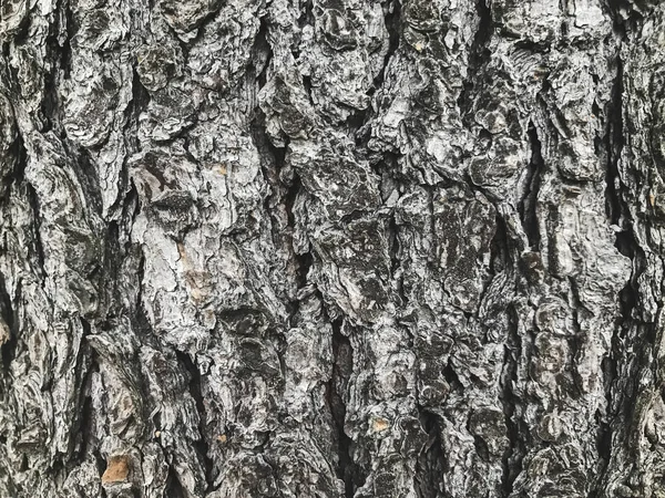 Texture Corteccia Dell Albero Vicino — Foto Stock