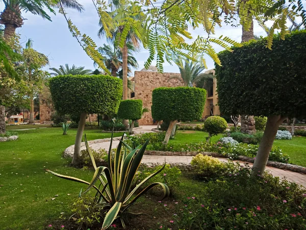 Hermoso Jardín Verde Con Palmeras Arbustos Rizados Ciudad Hurghada Egipto —  Fotos de Stock