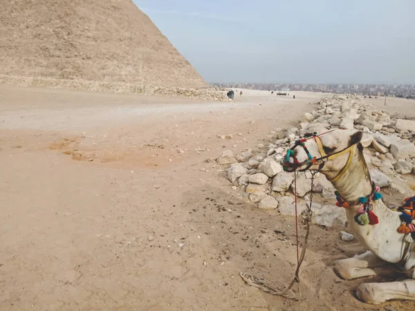 Cammello Vicino Alla Grande Piramide Giza Egitto — Foto Stock
