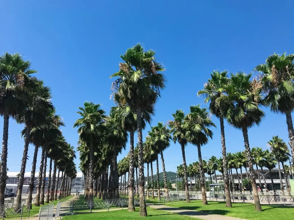 Palmeras en el parque de la ciudad de Adler, Rusia — Foto de Stock