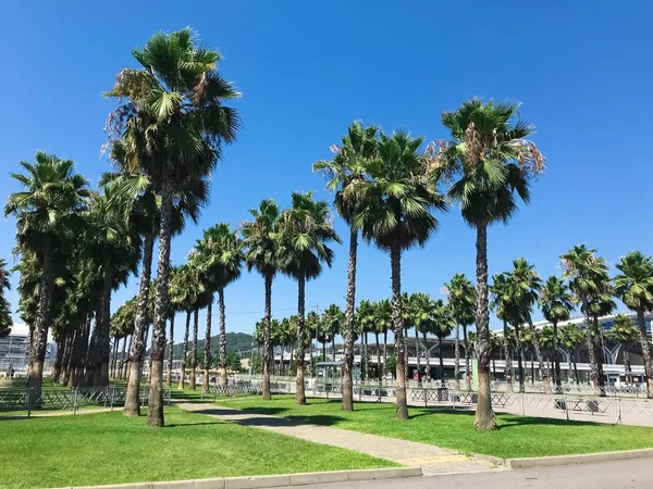 Palm trees in the park of Adler city, Russia — Stock Photo, Image