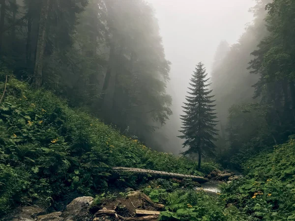 Bela floresta de montanhas do Cáucaso em nevoeiro. Rússia — Fotografia de Stock
